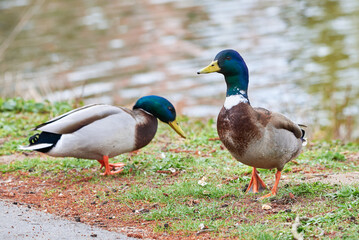 Mallard Male Ducks close-up ( Anas platyrhynchos )