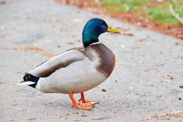 Mallard Male Duck close-up ( Anas platyrhynchos )