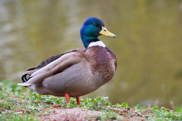 Mallard Male Duck close-up ( Anas platyrhynchos )