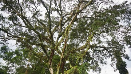 big, tall, mossy trees thousands of years old in the forest