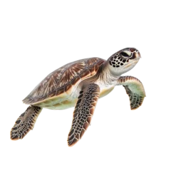 Fototapete Rund A highly detailed sea turtle with orange-brown hues swimming gracefully, isolated on a white background. Perfect for marine and wildlife-themed designs. © Uwe