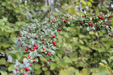 Obraz premium red berries on a bush