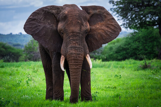 Front View of a Powerful African Elephant