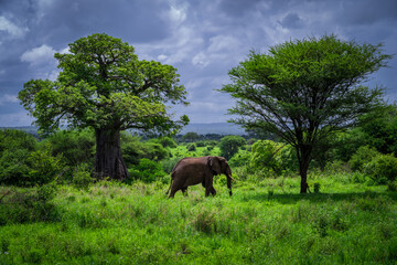 Elephant Walking Between Ancient Baobab and Acacia Trees