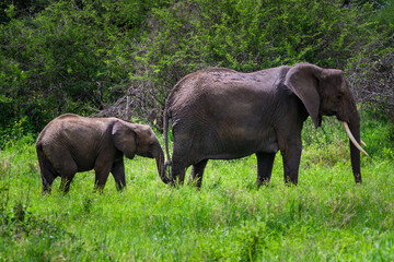 Mother Elephant and Calf Walking Together © Mustafa