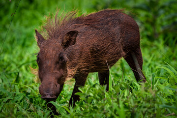 Young Warthog in Lush Green Grassland