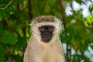 Close-Up of a Vervet Monkey Staring at the Camera