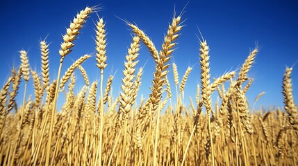 Fototapeta premium Cinematic Golden Wheat Landscape