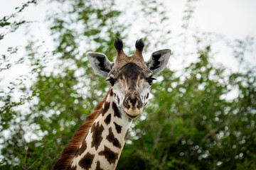 Giraffe Staring Directly at the Camera