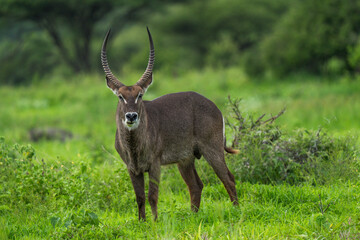 Waterbuck Staring Directly at the Camera