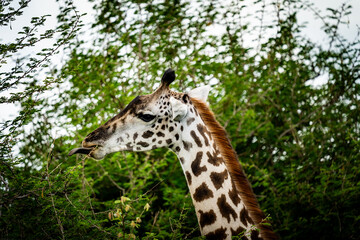 Giraffe Eating Leaves with Its Long Tongue
