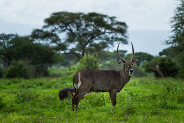 Majestic Waterbuck in the African Wilderness