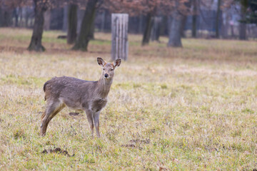 Sika deer - Cervus nippon, doe and mouflon in meadow and forest. Photo from wild nature