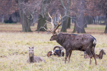 Sika deer - Cervus nippon, doe and mouflon in meadow and forest. Photo from wild nature