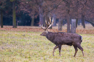 Sika deer - Cervus nippon, doe and mouflon in meadow and forest. Photo from wild nature
