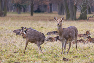 Sika deer - Cervus nippon, doe and mouflon in meadow and forest. Photo from wild nature