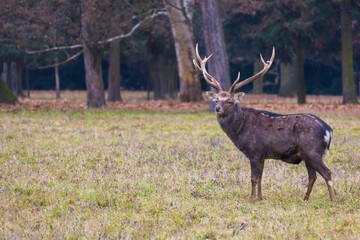 Sika deer - Cervus nippon, doe and mouflon in meadow and forest. Photo from wild nature