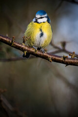 Bluetit perching on twig against a dark background
