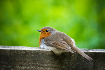 Robin resting on wooden fence in front of green field
