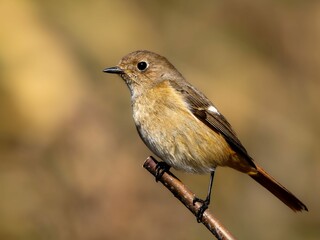 森の中で枝に留まって周りを見渡しているジョウビタキ