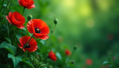 Vines twine around large red poppies amidst lush green foliage, green, flowers, leaves