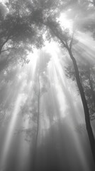 Foggy forest with light rays filtering through trees, soft and moody atmospheric nature background.