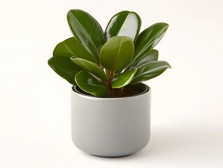 Minimalist Decorative Plant on White Background