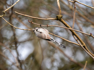 Long-tailed tit feeding upside down