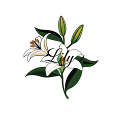 lily of the valley isolated vector