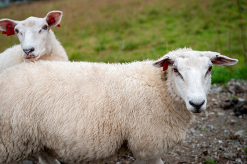 Sheep grazing on Norwegian land, Stad