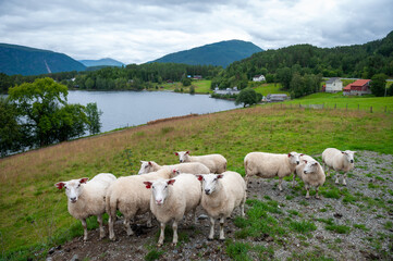 Fototapeta premium Sheep grazing on Norwegian land, Stad