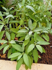 Sage plant in the garden 