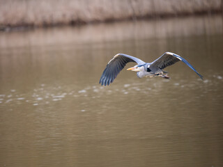 Grey Heron Flying Over a Lake