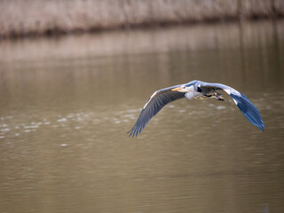 Grey Heron Flying Over a Lake