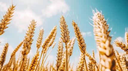 Rolling Wheat Fields Under a Crystal-Clear Sky