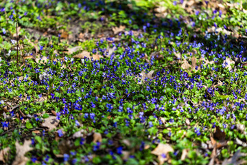 Naklejka premium The photo shows a cluster of vibrant purple violets growing among green leaves in a natural setting, with sunlight casting highlights on the petals and foliage. A dry leaf and twigs are scattered.