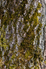 Close-up of a tree bark with rich textures and layers, showcasing natural decay and organic patterns. Sunlight highlights the intricate details of the weathered wood surface.