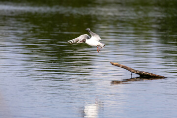 A white bird gracefully flies low over calm blue water, its wings outstretched. The serene lake reflects the sky, surrounded by hints of green vegetation in the distance.