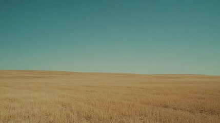 Fototapeta premium Golden Wheat Fields Stretching into the Distance