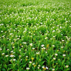 Fototapeta premium A carpet of small white flowers blanketing the meadow, small white flowers, bloom, wildflowers