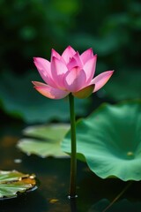 Obraz premium Lotus flower growing out of murky swamp water with a large green leaf on top, flowers, peacefulness, plant