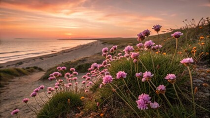 Obraz premium Pink sea thrift flowers on the beach at sunset, ocean blooms, golden hour, seaside flora, flower field, pink blooms