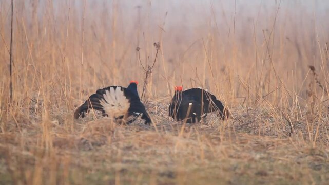 Two black grouse (Lyrurus tetrix) in fight