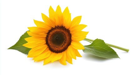 Obraz premium Vibrant Sunflower on White Background with Lush Green Leaves