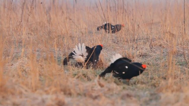 Two black grouse (Lyrurus tetrix) in fight