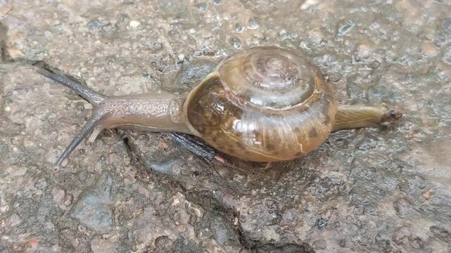 bush snail moving on the ground