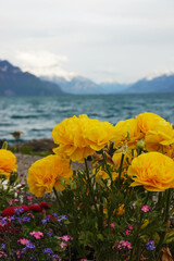 The view of Geneva lake from Lausanne, Switzerland