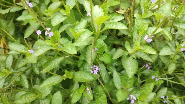 pecut kuda plant