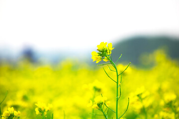 Mustard plants in field, Mustard flowers growing in field
