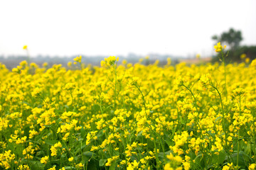 Obraz premium Mustard plants in field, Mustard flowers growing in field
